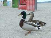 DSCF9406