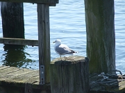 DSCF9522