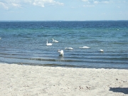 DSCF9980