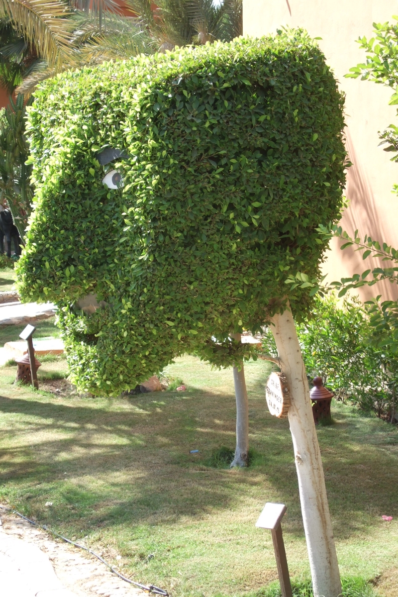 DSCF9704.JPG