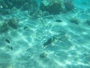 DSCF0452