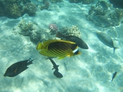 DSCF0453