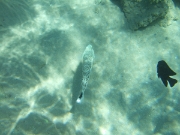 DSCF0454