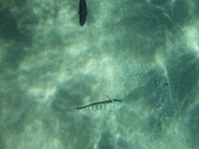 DSCF0455