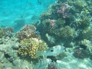 DSCF0456