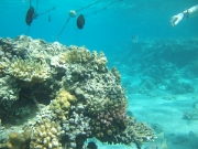 DSCF0461