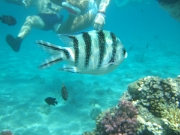 DSCF0466