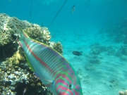 DSCF0468
