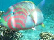 DSCF0469