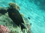 DSCF0471