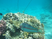 DSCF0474