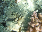 DSCF0477