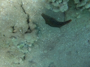 DSCF0480
