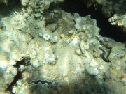 DSCF0484