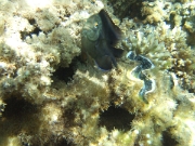 DSCF0487