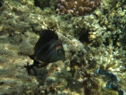 DSCF0489