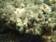DSCF0492