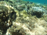 DSCF0493