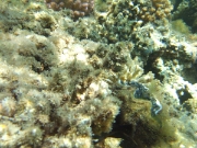 DSCF0495