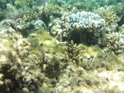 DSCF0496