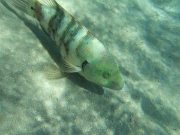 DSCF0503