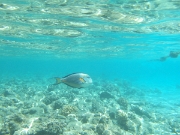DSCF0509