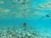 DSCF0510