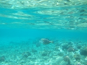DSCF0513