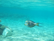 DSCF0518
