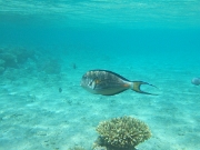 DSCF0520