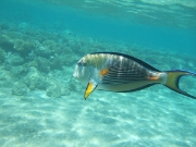 DSCF0521
