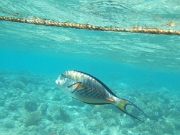 DSCF0522