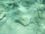 DSCF0527