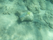 DSCF0528