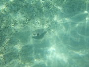 DSCF0530