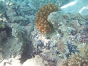 DSCF0538