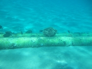 DSCF0539