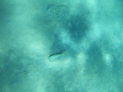 DSCF0541