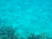 DSCF0551