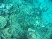 DSCF0552