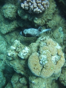 DSCF0555