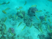 DSCF0558
