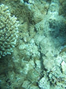 DSCF0565