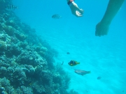 DSCF0583
