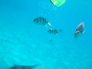 DSCF0584