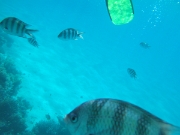 DSCF0585