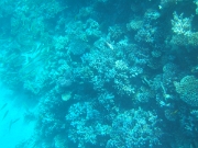 DSCF0587