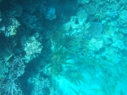 DSCF0592