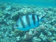 DSCF0596