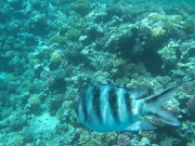 DSCF0597